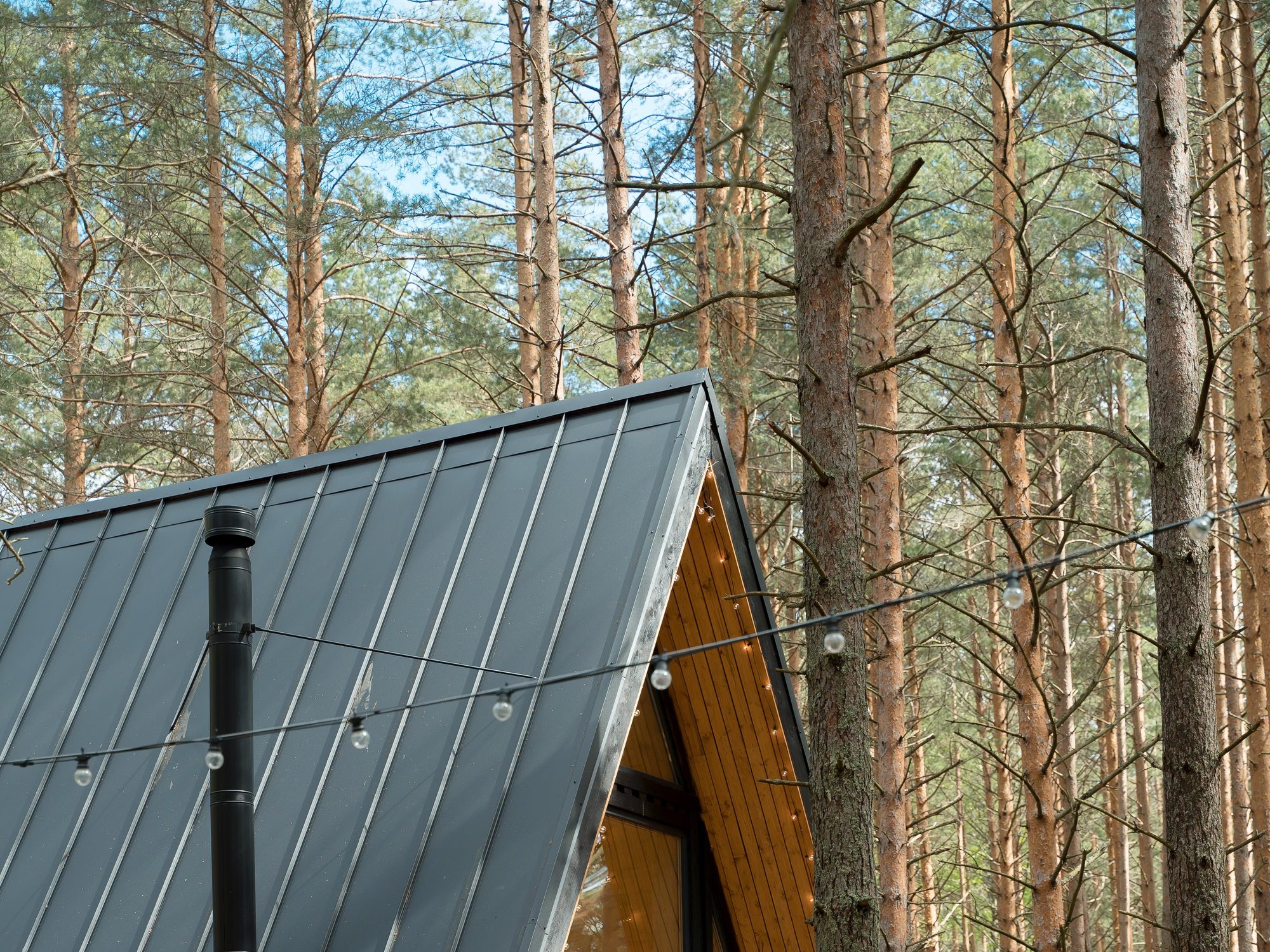 Dark standing-seam roof of an A-frame cabin among tall pine trunks
