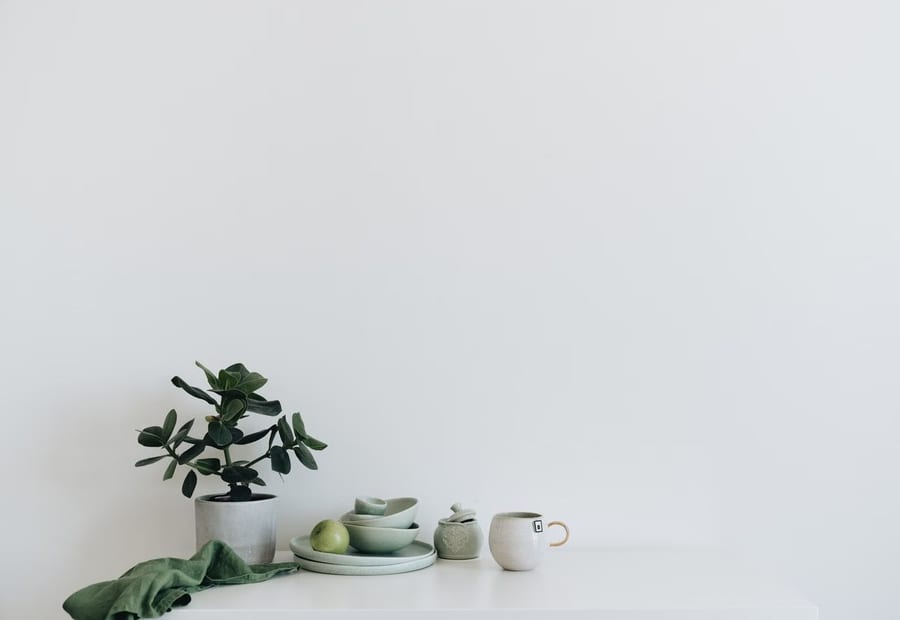 A small plant against a bare white wall.