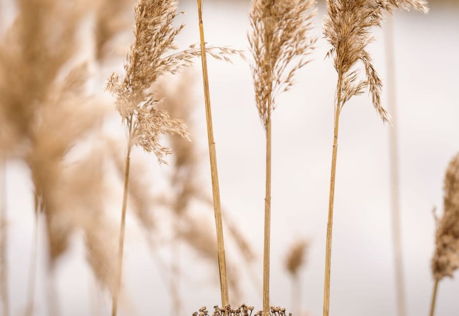Pampas grasses lit from behind.