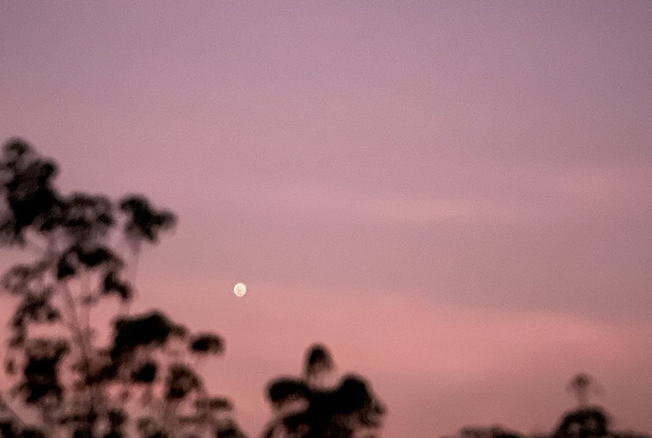 Faint moon in a rose-grey dusk sky