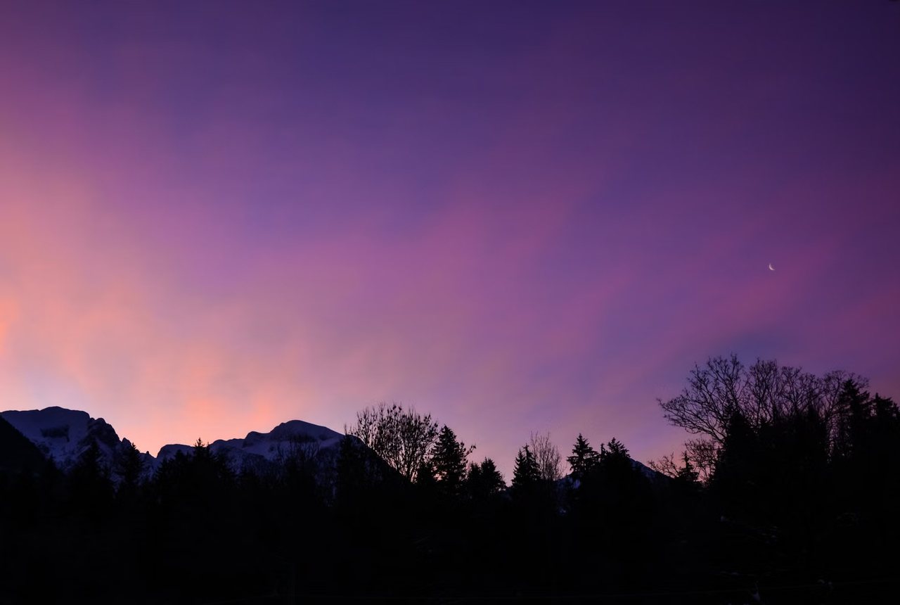 Violet and pink afterglow over dark treetops