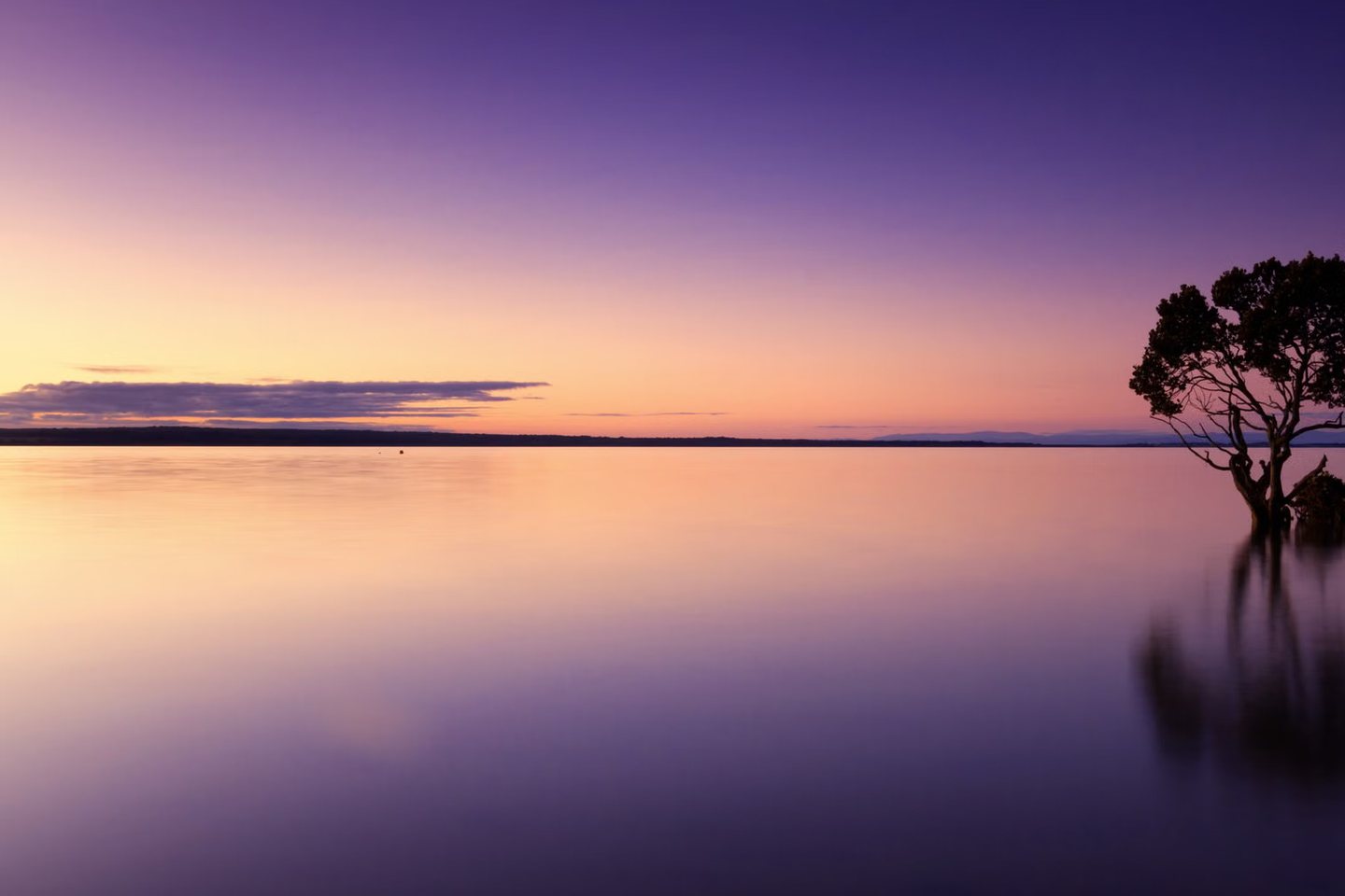 Lone tree in still violet water at twilight