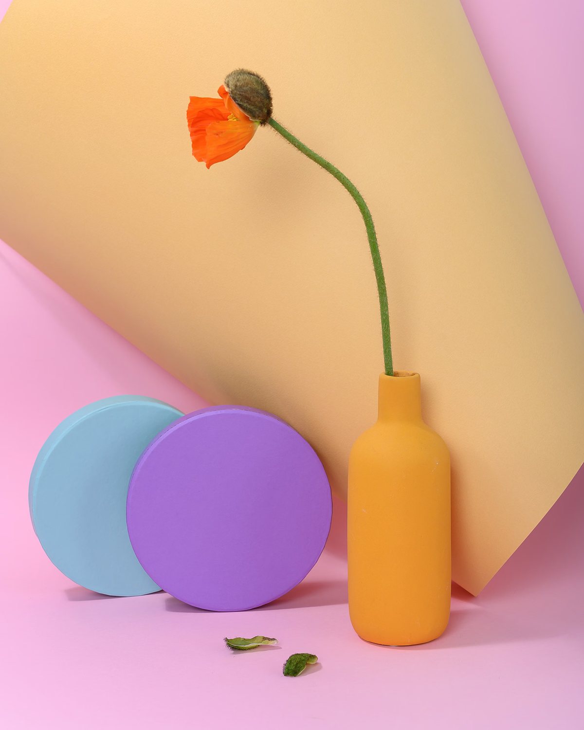 Orange poppy in a mustard vase with purple and blue discs on peach