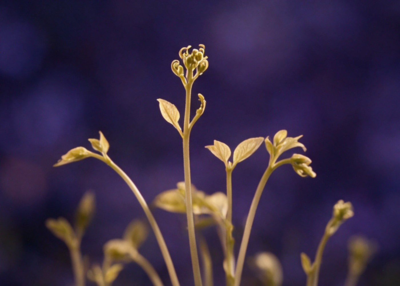 Fieldnotes