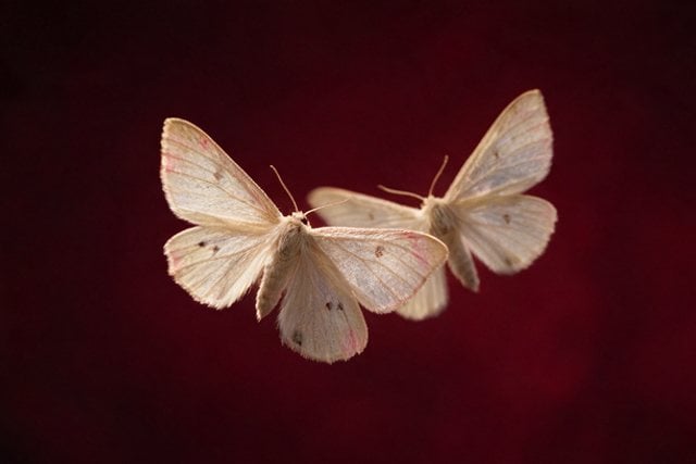 Moth caught in a wash of red light