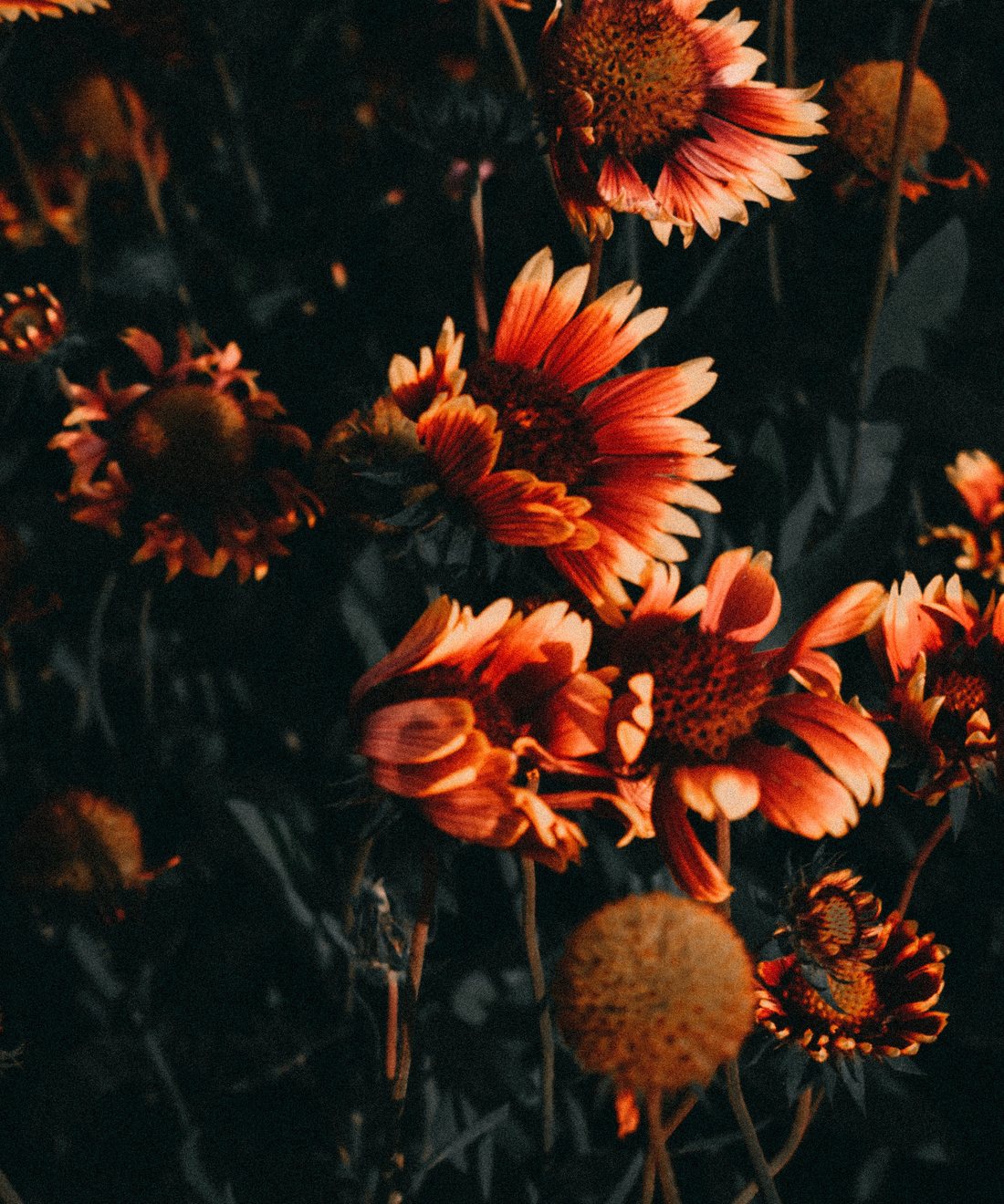 Still from Late bloom — red flowers in low evening light