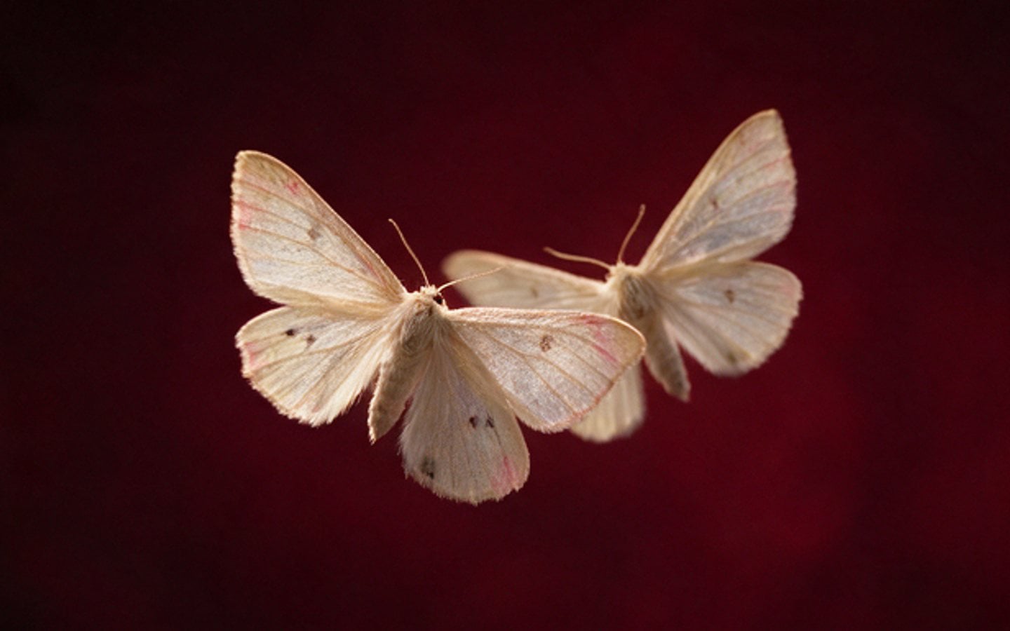 Two pale moths against deep crimson velvet