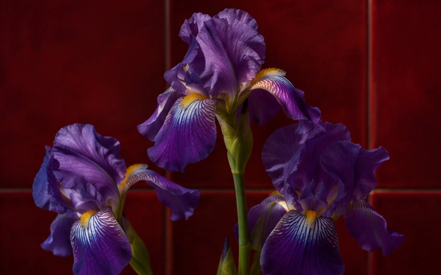 Purple bearded iris against deep red tiled wall
