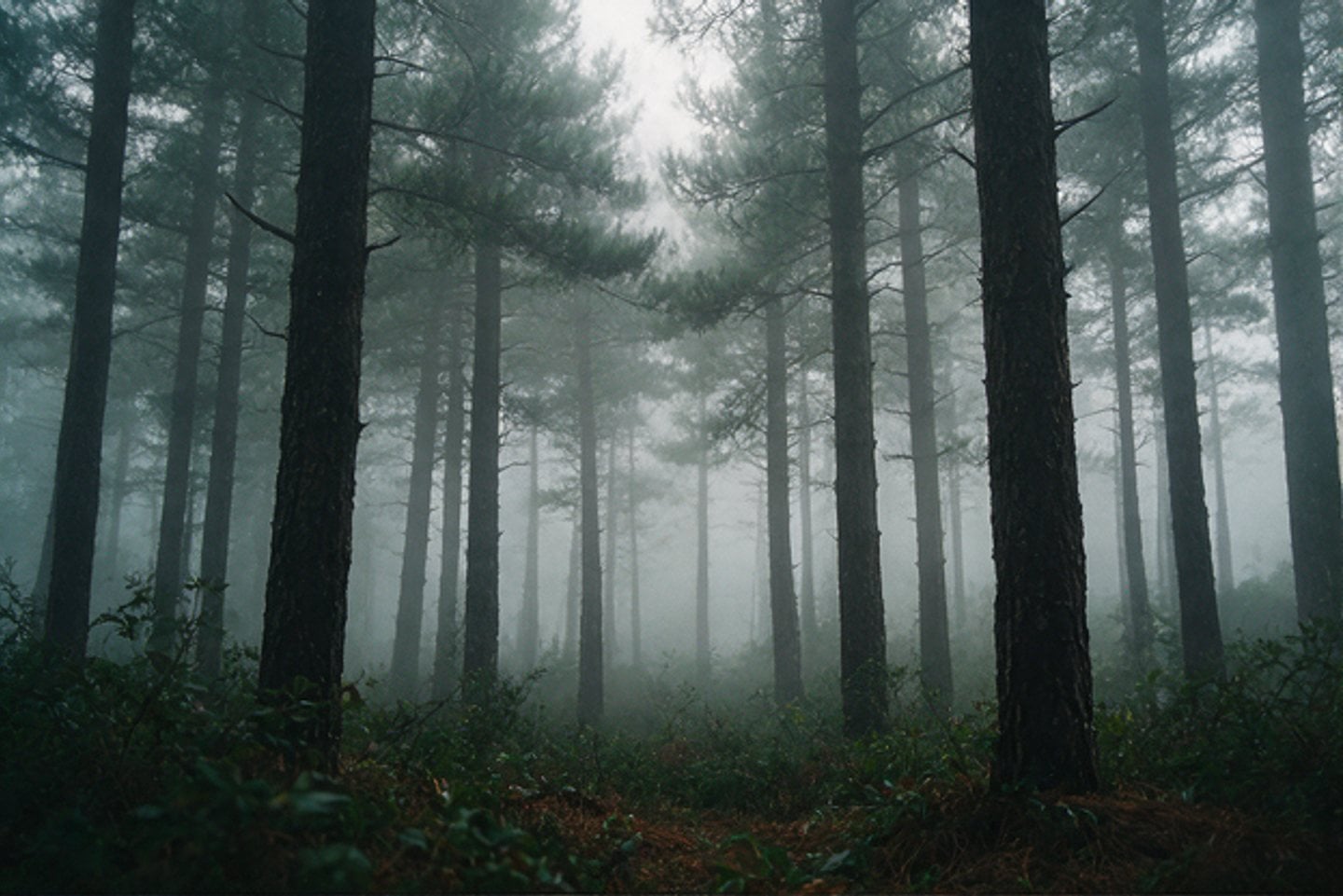 Fog drifting through a stand of tall pines