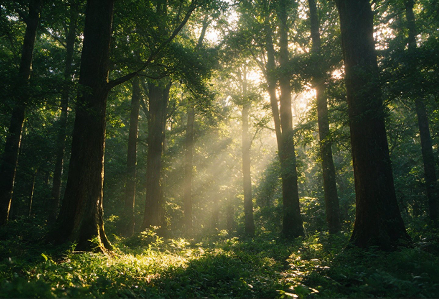 Sunlight cutting through a green woodland canopy