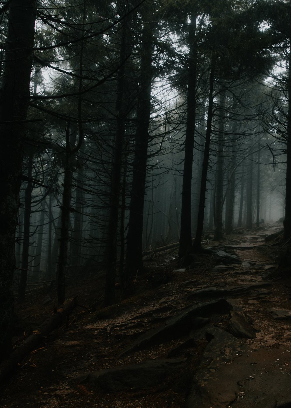 Foggy conifer treeline before sunrise